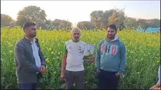 Jk seed Mustard  best Hybrid Jk8596