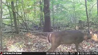 2025 trail camera in Michigan wilderness Public land (Caro)
