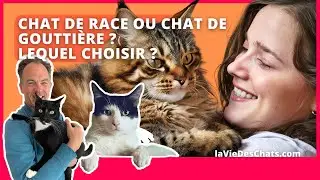 CHAT DE RACE OU CHAT DE GOUTTI&Egrave;RE ? LEQUEL ADOPTER ?