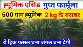 गेहूं में ह्यूमिक एसिड डालने का सही तरीका l 3 गुना काम करेगा l एक एक पौधे में 8 0 - 100 कल्ले 