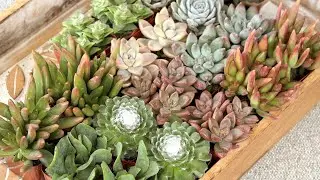 Altman Plants, Live Succulent Plants (20 Pack) Assorted Potted Succulents Plants Live House Plants