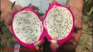 Andırın da Ejder Meyvesi  ve Domates Yetiştiriciliği 2