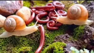 The Secret Life of the Forest Floor: Millipedes & Snails #oddlysatisfying #educational