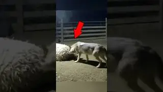 ВО́ЛК проник к О́ВЦАМ😳