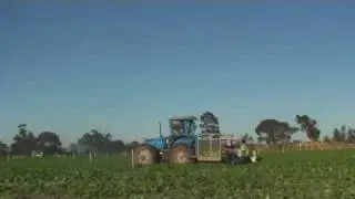 Peter Schreurs & Sons Vegetable Farm 2008