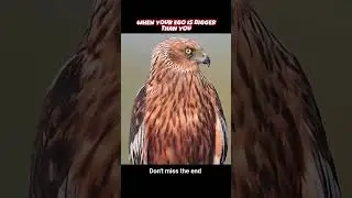 #birds @AngryBirds #viral @MrBeast @viralhog @animalplanet @AnimalPlanetLAT
