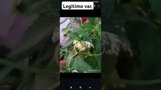 Humulus hybrid var,kaly Leg&iacute;timo, Varianten