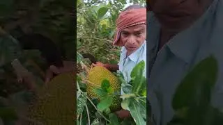 Vietnam Super Early Jackfruit highest weight of 6-7 kg harvesting today #rabiorganicfarming