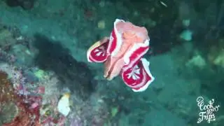 Spanische T&auml;nzerin Nacktschnecke