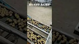 Potato Grading Machine Potato Sizer for commercial Potato Farm