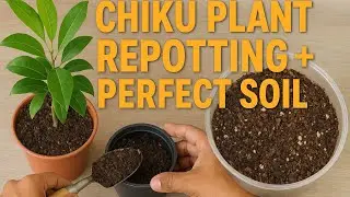   Online Chikku Plant repotting and Soil mixture #trending#viral#video#shorts
