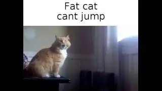 fat cat can't jump