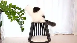 Meet Omee: The Ultimate 3-in-1 Cat Furniture!