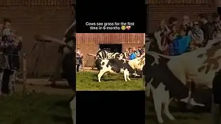 The Joy of Freedom: Cows See Grass After 6 Months! 🐄🌿