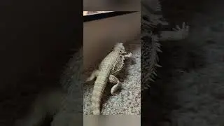 Baby the great hero #beardeddragon #reptiles #pet #avengers #marvel #superhero #lizard #relatable