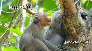Janet crying loudly when see mom close milk with tree, Janet crying angry mom
