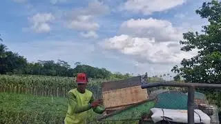 AMAZING THIS IS HOW ACORN PROCESSING MACHINE TURNS WHOLE CORN INTO CLEAN KERNELS-Agriculture Farming