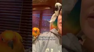 My parrot says you can talk to the hand 😂 #cockatoo #parrot #drama #animals