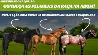 SAIBA QUAIS SÃO AS PELAGENS DOS CAVALOS NA ABQM! #ResenhadoVaqueiro
