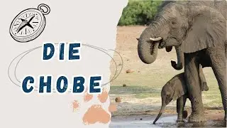 Chobe 🇧🇼 | November 2019