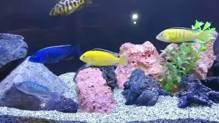 filtro de esponja interno con oxygeno para tu acuario