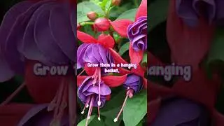 Фуксии цветут почти круглый год🌺