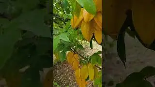 star fruit sweet. #starfruit #fruit #sourfruits #farming #farmer #village