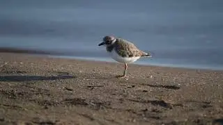 Sieweczka obrożna / Common ringed plover / Charadrius hiaticula