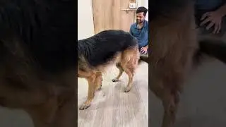 Stay command, German Shepherd, GSD #ItachiGSD