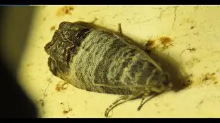 The codling moth Cydia pomonella  Greece  by  Theo
