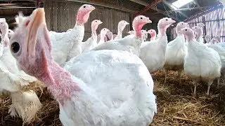HIGH WELFARE TURKEY FARMING! THEY SCARE THE LIFE OUT OF ME !