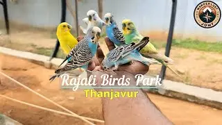 Exploring Rajali Birds Park | Thanjavur | Exotic Birds and Animal Encounters | 4K