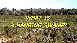 7d REVIEW - WHAT IS A HANGING SWAMP?
