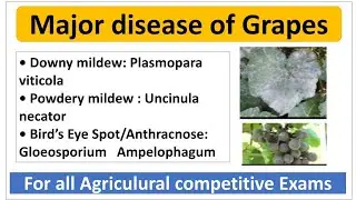 Major disease of Grapes and Symptoms  their Management/अंगूर के मुख्य रोग एवं उनके प्रबंधन।