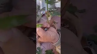 أسهل طريقة لتطعيم التين (الكرموس) بالعين اليقظة #2026 #fig #higos #fichi #التين #fruit #nature #bio 