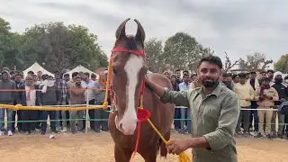 Nagaur mela 2025/Milk teeth catagory 2026 शंभू घोड़े का बच्चा बना विनर 🏆#views #horse #popular#viral
