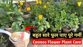 Cosmos Flower Plant Care | How to Get Vigorous Cosmos Flowers in April-May | Cosmos Flowering Tips