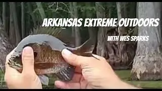 Kayak Fishing Bream at the Cache River National Wildlife Refuge