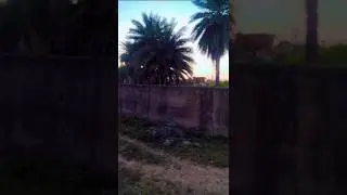 🐵monkeys activity 🐵#nature #shorts#ytshorts
