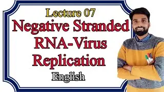 Lecture 07: Replication of Negative Stranded RNA Virus. ENGLISH.