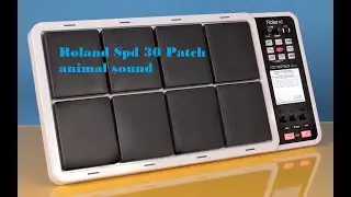 Animals And Bird Sound Patch On Roland Spd 30 #shorts