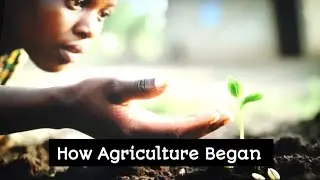 The History of Nigerian Agriculture | From Ancient Times to Today