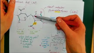 BIOE 5820 Natural Polysaccharides: Hyaluronic Acid, Chondroitin Sulfate, and Heparin