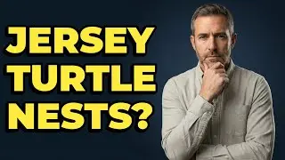 Where Do Sea Turtles Nest Along the Jersey Shore?