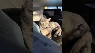 Video creds to my sister 🥰#shorts #fyp #relatable #cat