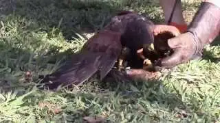 A Visit to West Coast Falconry