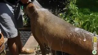 KING KLEAN&trade; The Ultimate Natural Dog Shampoo