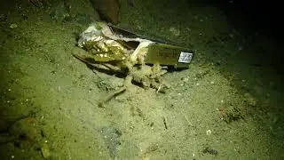 Ambon Muck Diving personified