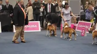 Амстафф Ibero Spartacus на чемпионате Мира-2017. WDS 2017