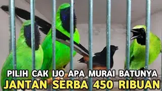 JUAL APA ADANYA || MURAI BATU CUCAK IJO KELAMIN JANTAN DARI 450 RIBUAN DI PASAR PRAMUKA 